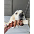 Paws & Co Bully Stick Wrapped Split Elk Antler Chews Small Medium Dogs 5.25" - Poudre Pet and Feed Supply